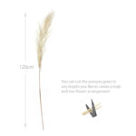 1 Stem Natural Dried Pampas Grass Flowers Dried Flowers for Vase Decoration Natural Branches for Wedding Boho Decor Beige - Image 3