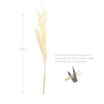 1 Stem Natural Dried Pampas Grass Flowers Dried Flowers for Vase Decoration Natural Branches for Wedding Boho Decor White - Image 3