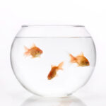 3 L Glass Fish Tank Round Planter Terrarium Decorative Glass Bowl Flower Vase Tealight Candles Centerpiece Bowls Glass Fish Aquarium 1 Piece