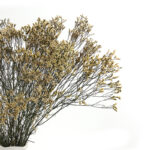 6 Stems Natural Dried Baby Breath Flowers Dried Flowers for Vase Decoration Natural Branches for Wedding Boho Decor Green - Image 2