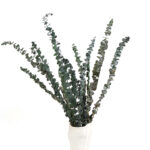 6 Stems Natural Dried Eucalyptus Flowers Dried Flowers for Vase Decoration Natural Branches for Wedding Boho Decor Green