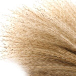 54 Stems Natural Dried Pampas Grass Flowers Dried Flowers for Vase Decoration Natural Branches for Wedding Boho Decor Beige - Image 2