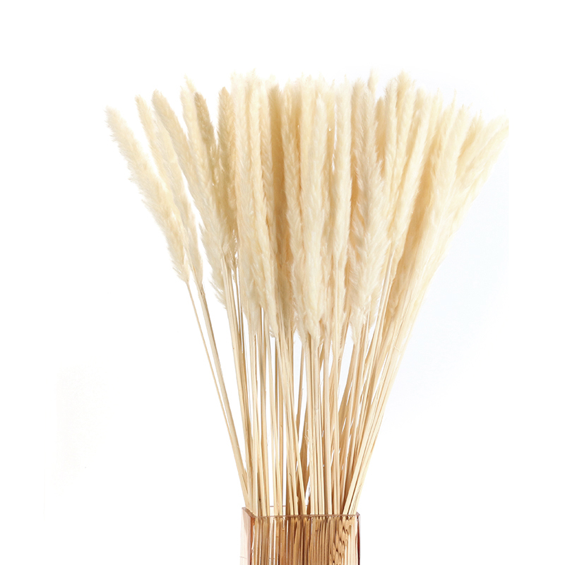 Natural Dried Pampas Grass Flowers Decorative Dry Flower for Table Vase Decoration Natural Branches for Bouquets Wreaths Wedding and Home Decor (25).JPG 12 Stems Natural Dried Pampas Grass Flowers Dried Flowers for Vase Decoration Natural Branches for Wedding Boho Decor Beige - Image 1