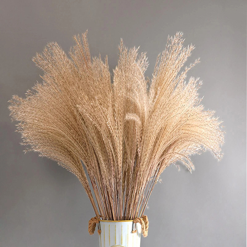 Natural Dried Pampas Grass Flowers Decorative Dry Flower for Table Vase Decoration Natural Branches for Bouquets Wreaths Wedding and Home Decor (80) 9 Stems Natural Dried Pampas Grass Flowers Dried Flowers for Vase Decoration Natural Branches for Wedding Boho Decor Beige - Image 1