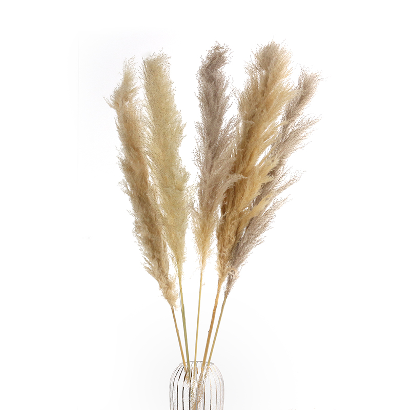Natural Dried Pampas Grass Flowers Decorative Dry Flower for Table Vase Decoration Natural Branches for Bouquets Wreaths Wedding and Home Decor(71) 1 Stem Natural Dried Pampas Grass Flowers Dried Flowers for Vase Decoration Natural Branches for Wedding Boho Decor Beige - Image 1