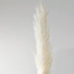 1 Stem Natural Dried Pampas Grass Flowers Dried Flowers for Vase Decoration Natural Branches for Wedding Boho Decor White - Image 4