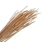 100 Stems Natural Dried Wheat Grass Flowers Dried Flowers for Vase Decoration Natural Branches for Wedding Boho Decor Beige - Image 2