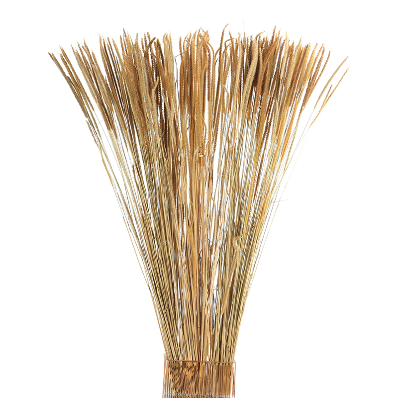 Natural Dried Wheat Grass Flowers Decorative Dry Flower for Table Vase Decoration Natural Branches for Bouquets Wreaths Wedding and Home Decor (2) 100 Stems Natural Dried Wheat Grass Flowers Dried Flowers for Vase Decoration Natural Branches for Wedding Boho Decor Beige - Image 1