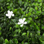 20 CM X 20 CM  Mini Potted Artificial Plant Eco-Friendly Pot with Natural Look for Indoor and Outdoor Décor Black 1 Piece - Image 4